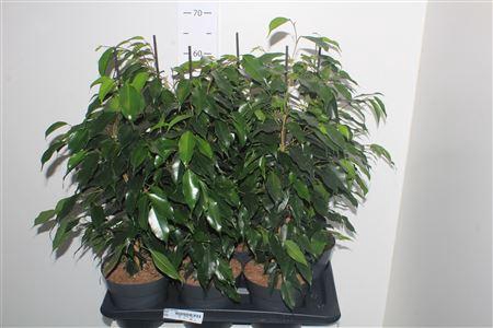 <h4>Fic Be Danielle</h4>