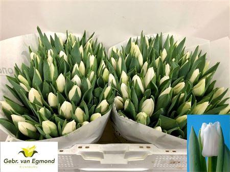 <h4>TU EN UPDATE</h4>