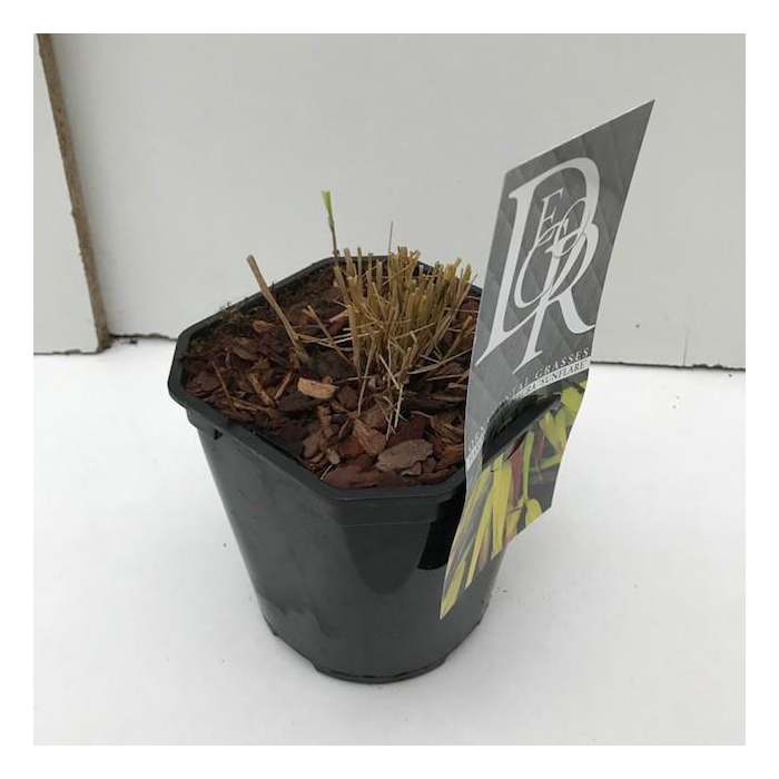 <h4>Hakonechloa macra 'Sunflare'</h4>