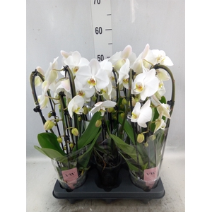 Phalaenopsis  'Elegant Cascade'