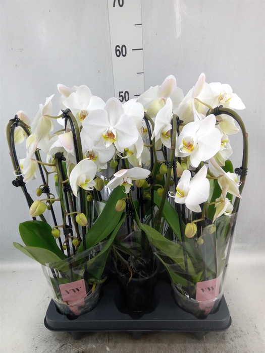 Phalaenopsis  'Elegant Cascade'