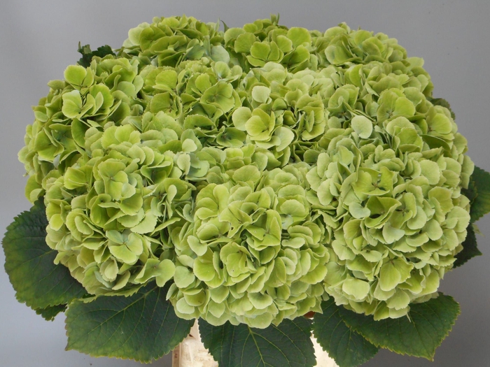<h4>HYDR M CH VERENA CL</h4>