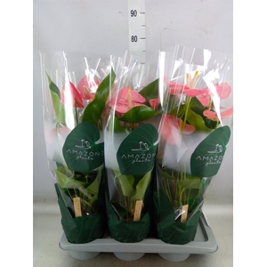 Anthurium andr. 'Colorado'