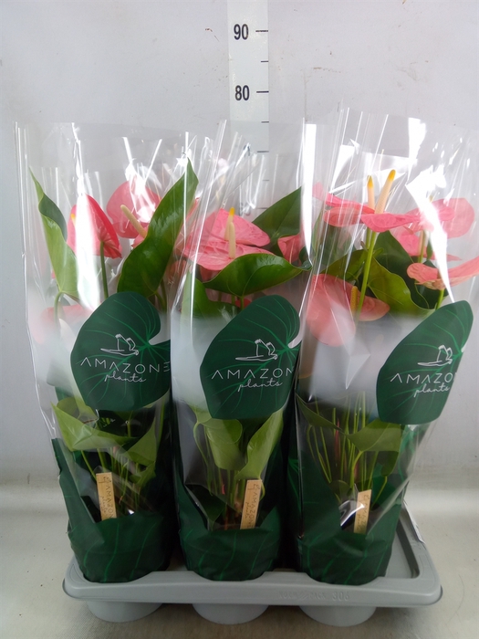 <h4>Anthurium andr. 'Colorado'</h4>