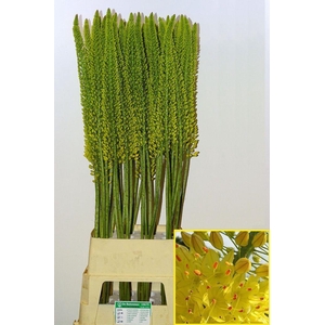 Eremurus Yellow Cleopatra
