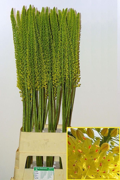 <h4>Eremurus Yellow Cleopatra</h4>
