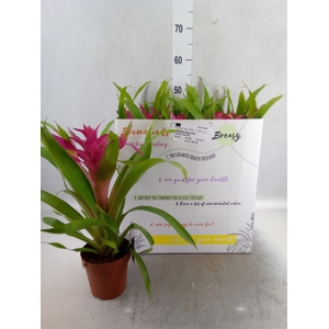 Guzmania  'Deseo Pink'