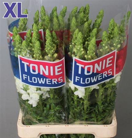 <h4>Antir Poto White</h4>