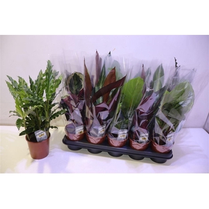 arr8 Calat Gem 4 Srt