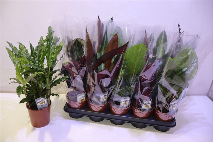 <h4>arr8 Calat Gem 4 Srt</h4>