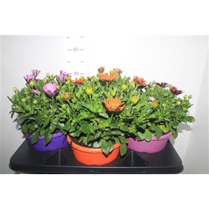 Osteo Senoritas Gem 3 Srt