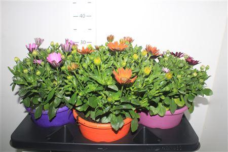 <h4>Osteo Senoritas Gem 3 Srt</h4>