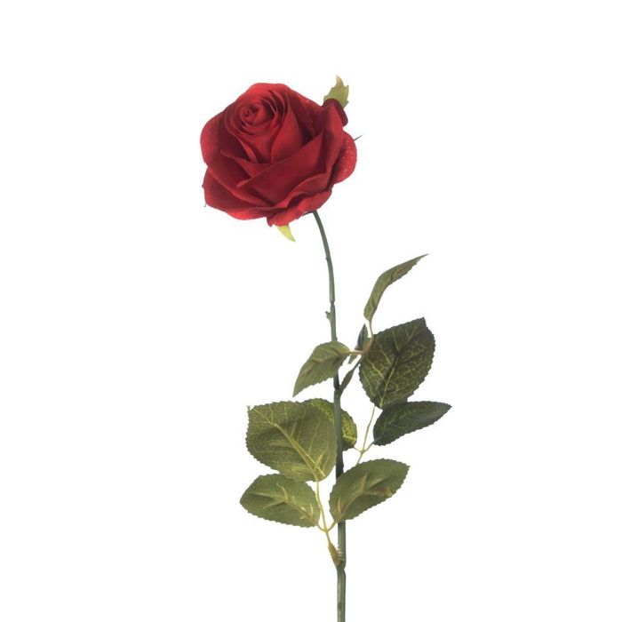 <h4>AF Rosa L65cm Red</h4>