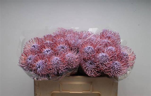 <h4>LEUCO NAOMI GEFAE MILKA</h4>