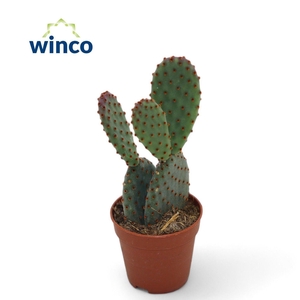 OPUNTIA MI RUFIDA