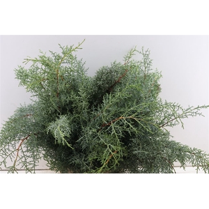 Cypresse Nuts Green P Bunch