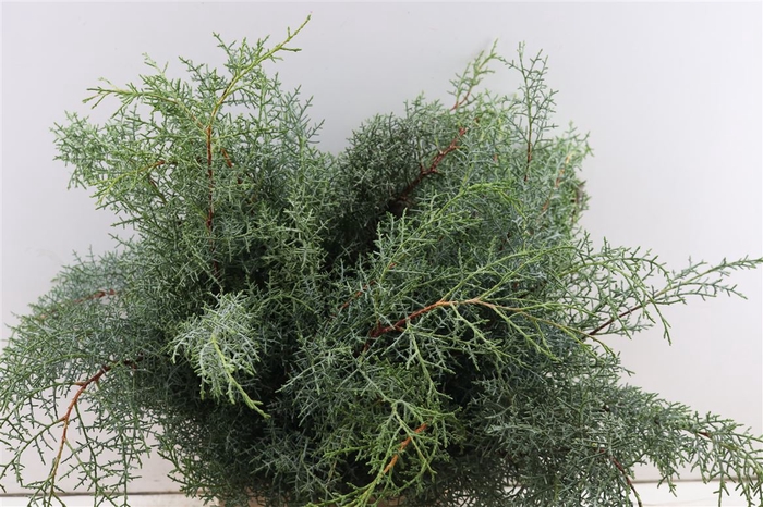 <h4>Cypresse Nuts Green P Bunch</h4>