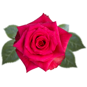 R GR HOT EXPLORER Naranjo