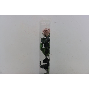 Ro Pres Stem 50cm Latte