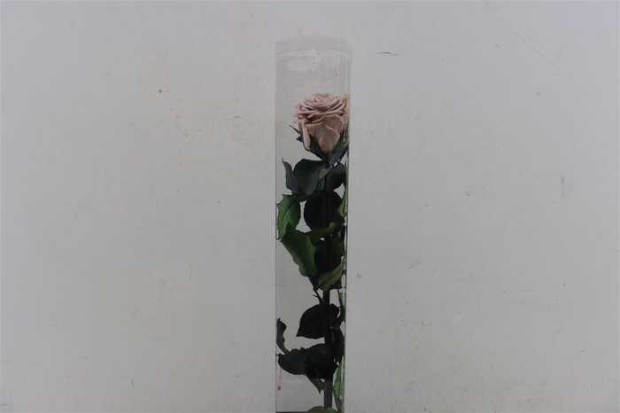 <h4>Ro Pres Stem 50cm Latte</h4>