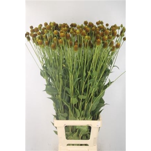 Rudbeckia Ov