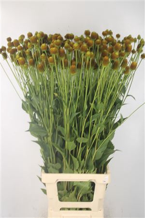 <h4>Rudbeckia Ov</h4>