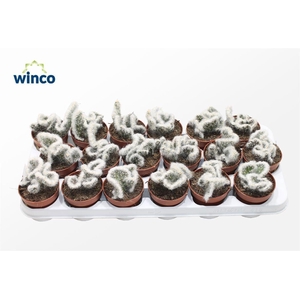 Opuntia Vestita Cristata