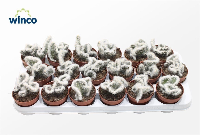 <h4>Opuntia Vestita Cristata</h4>