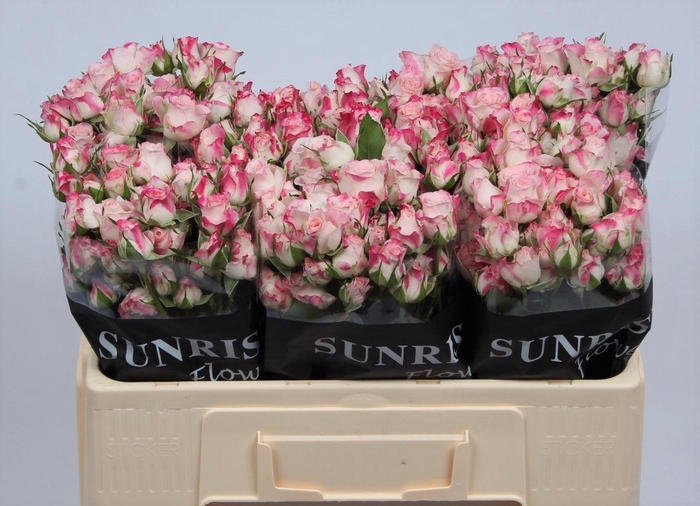 <h4>R TR REFLEX</h4>