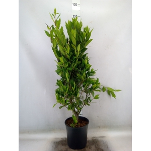 Laurus nobilis