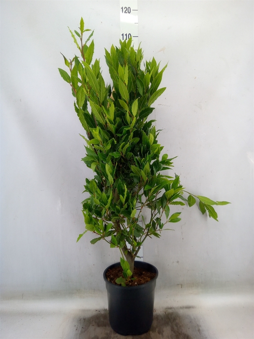 <h4>Laurus nobilis</h4>