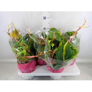 Philodendron scand. 'Brasil'