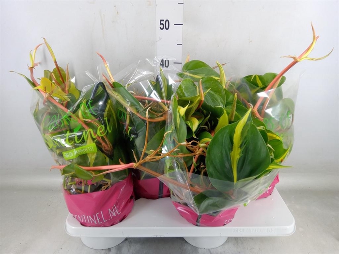 <h4>Philodendron scand. 'Brasil'</h4>