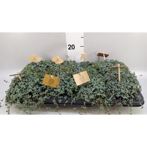 Pilea glaucophylla 'Greyzy'