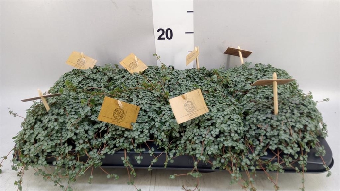 <h4>Pilea glaucophylla 'Greyzy'</h4>