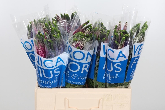 <h4>Veron Smart Col Gem</h4>