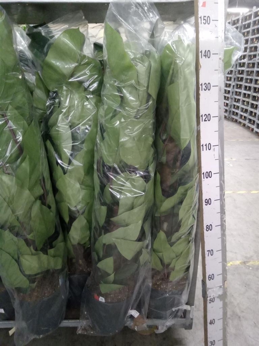 <h4>Philodendron  'Emerald Queen'</h4>