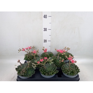 Graptopetalum tacitus