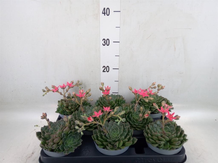 <h4>Graptopetalum tacitus</h4>