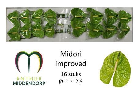 <h4>ANTH A MIDORI IMP 16</h4>