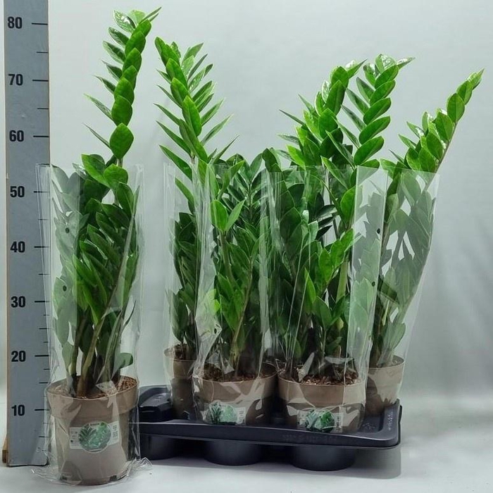 <h4>ZAMIO ZAMIIFOLIA</h4>