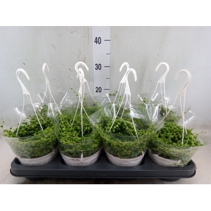 Senecio rowleyanus