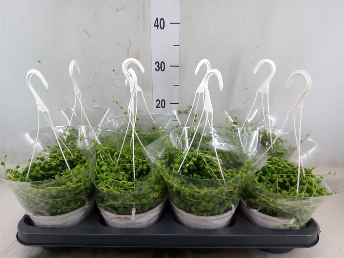 <h4>Senecio rowleyanus</h4>