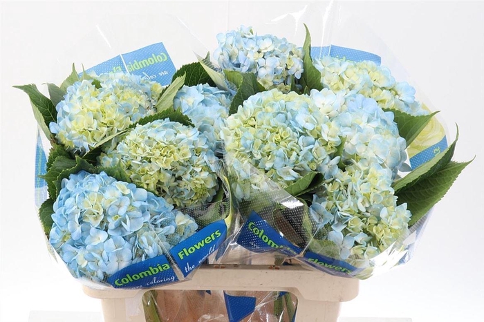 <h4>Hydrangea Blauw</h4>