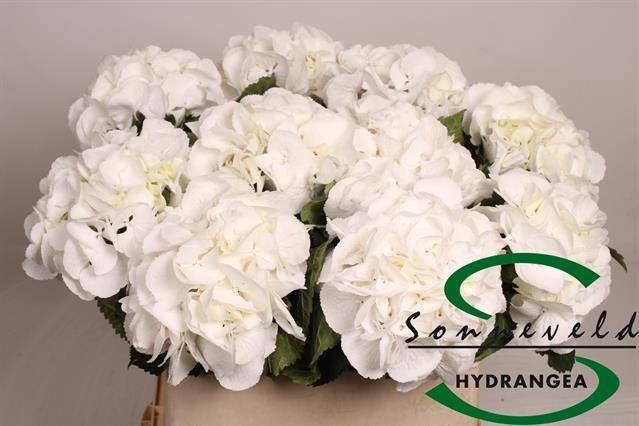 <h4>HYDR M SCHNEEBALL</h4>