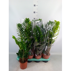 Zamioculcas zamiifolia
