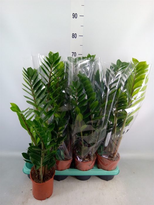 <h4>Zamioculcas zamiifolia</h4>