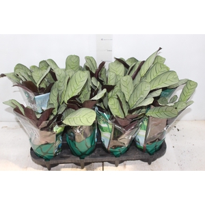 CALATHEA AMAGRIS P12