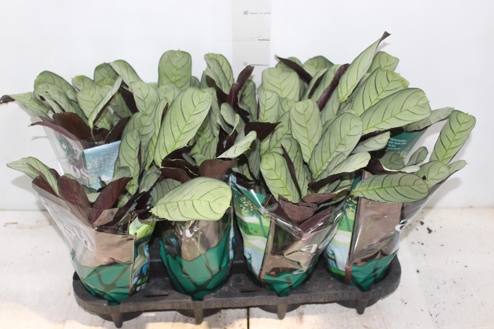 <h4>CALATHEA AMAGRIS P12</h4>