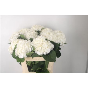 Hydr M White Verena